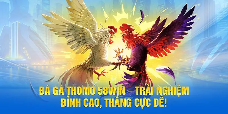 Đá gà thomo 58WIN trải nghiệm đỉnh cao