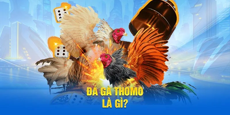 Đá gà thomo 58WIN là gì?