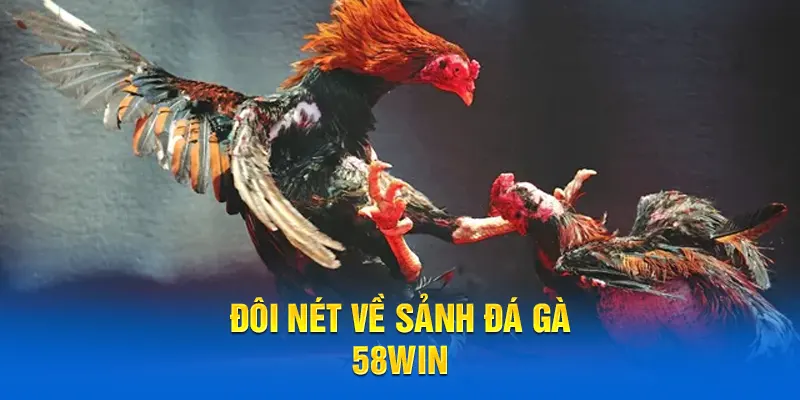 Đôi nét về sảnh đá gà 58WIN