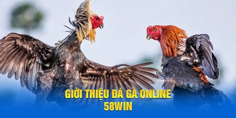 Giới thiệu đá gà online 58WIN