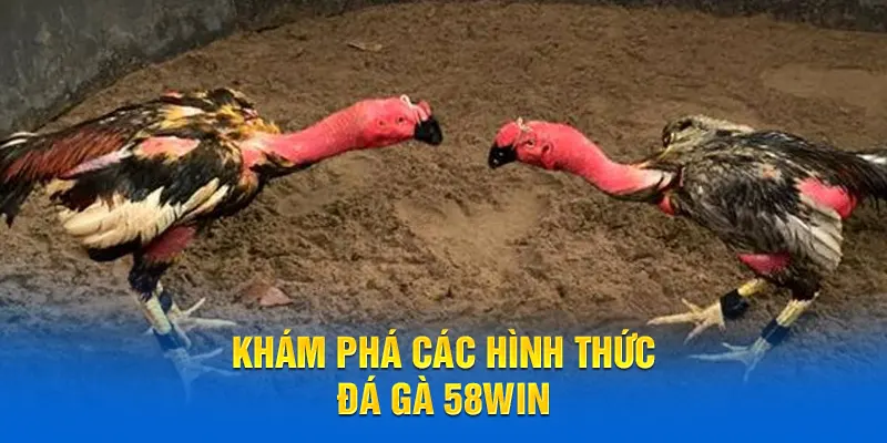 Khám phá các hình thức đá gà 58WIN