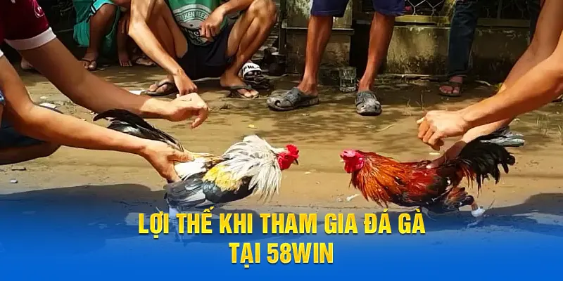 Lợi thế khi tham gia đá gà tại 58WIN