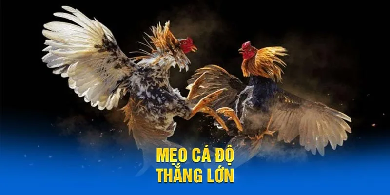 Mẹo cá độ thắng lớn tại sảnh đá gà online