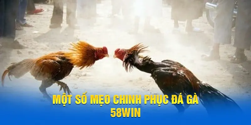 Mẹo chinh phục đá gà 58WIN