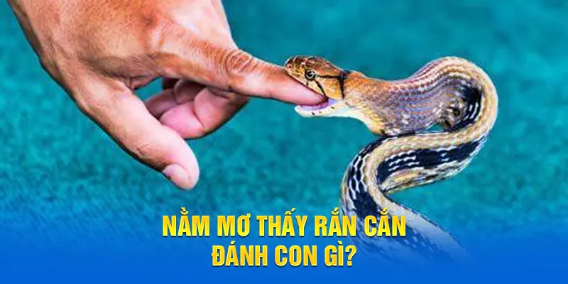 Nằm mơ thấy rắn cắn đánh con số gì may mắn?