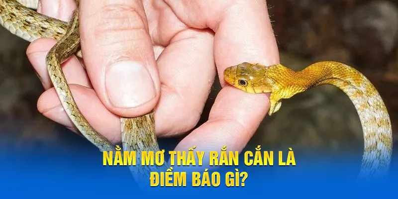 Nằm mơ thấy rắn cắn cắn có điềm báo gì đặc biệt?