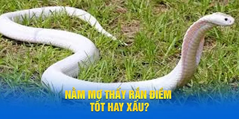 giải mã giấc mơ thấy rắn cắn tốt hay xấu cùng chuyên gia 58WIN