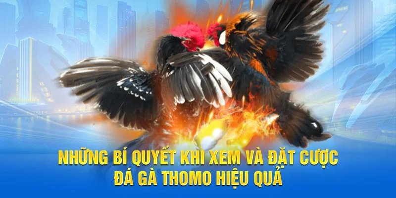 Những bí quyết khi xem và đặt cược đá gà thomo hiệu quả